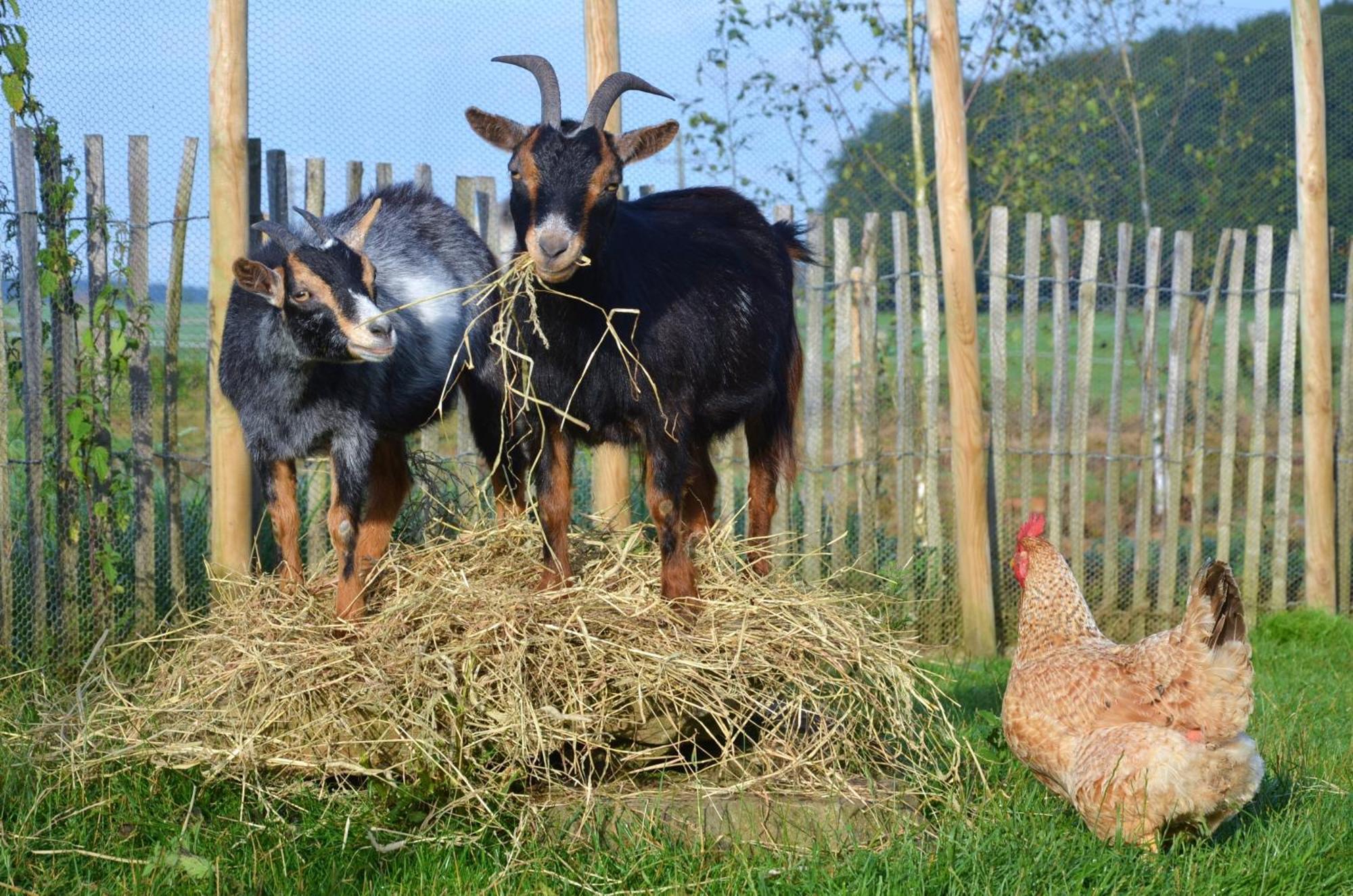B&B La Ferme Du Doux Libramont-Chevigny Bagian luar foto